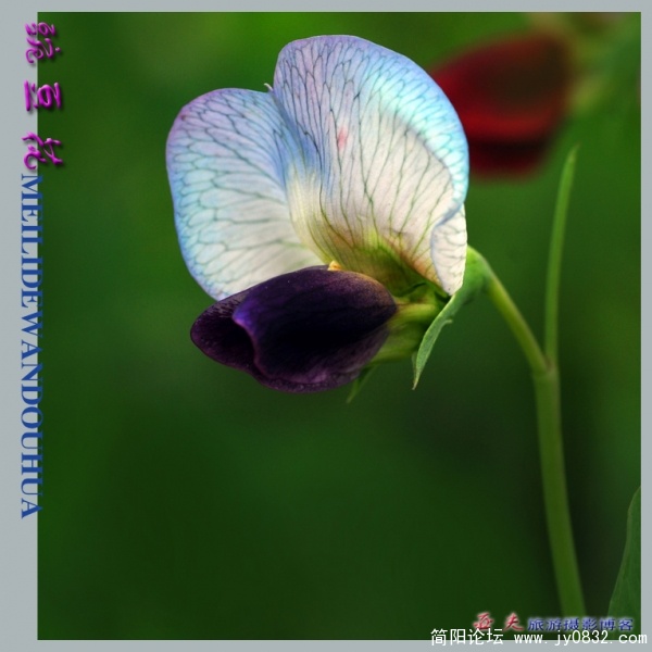 豌豆花——16副本.jpg