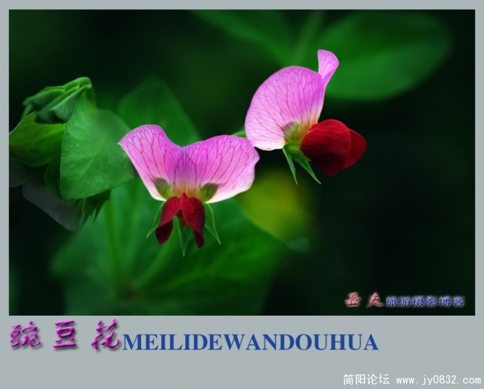 豌豆花——09.jpg