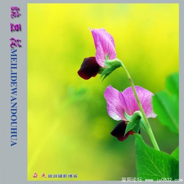 豌豆花——17副本.jpg