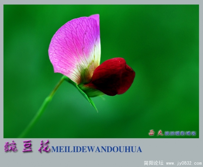 豌豆花——02.jpg