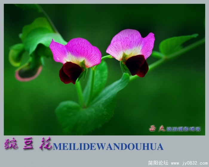 豌豆花——04.jpg
