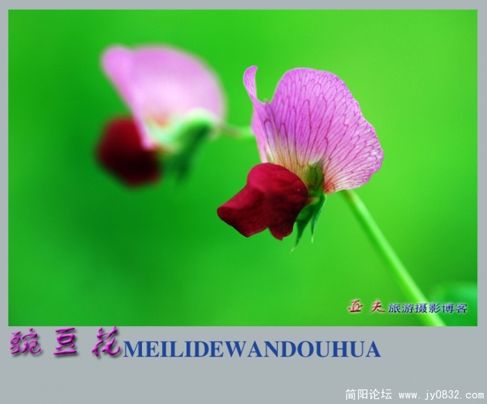 豌豆花——08副本.jpg