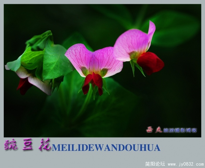 豌豆花——07.jpg