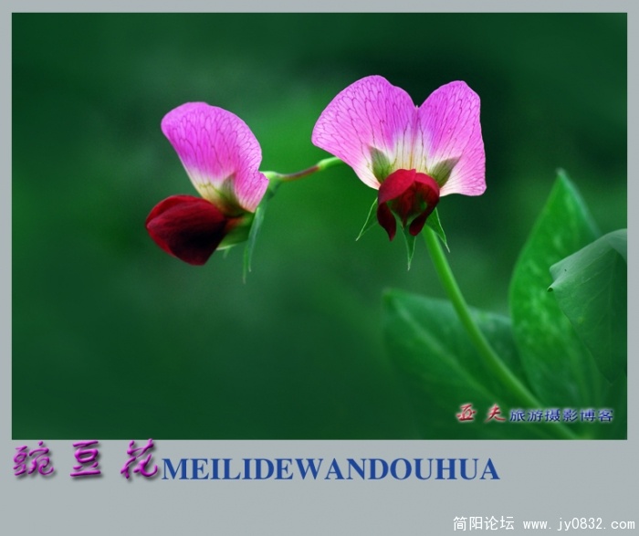 豌豆花——12.jpg