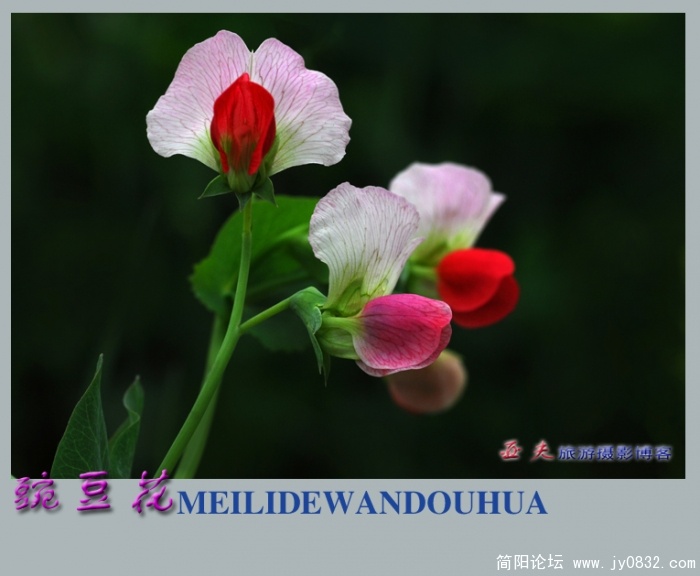 豌豆花——15.jpg