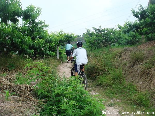 满山遍野的桃子树
