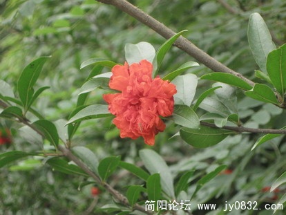   石榴花