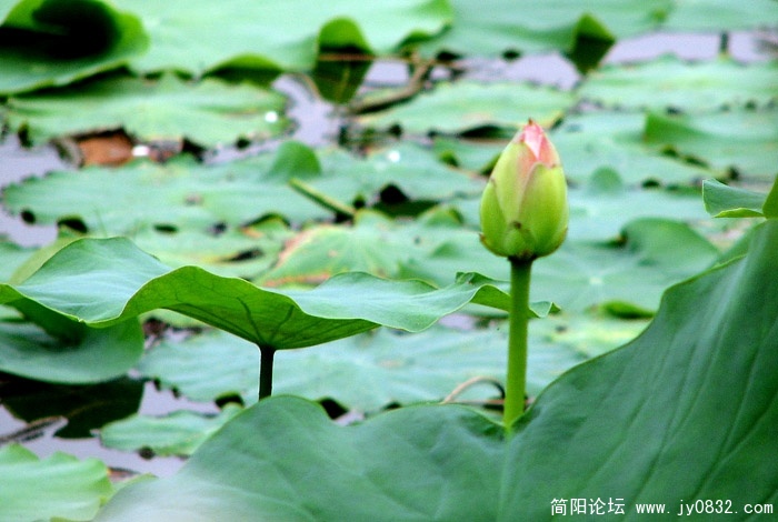 荷塘月色 (8).jpg
