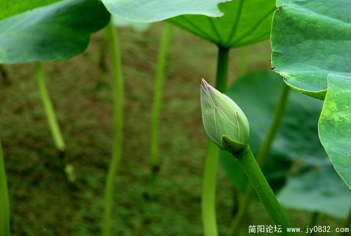 荷塘月色 (5).jpg