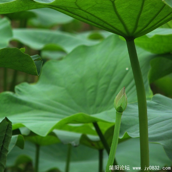 荷塘月色 (1).jpg