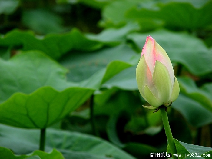 荷塘月色 (3).jpg