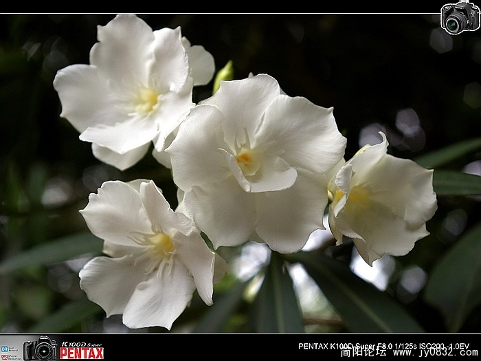 IMGP0137.jpg