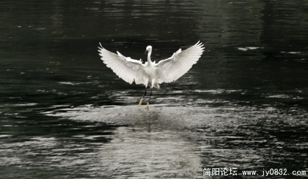 展翅.jpg