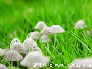 小蘑菇 (5).jpg