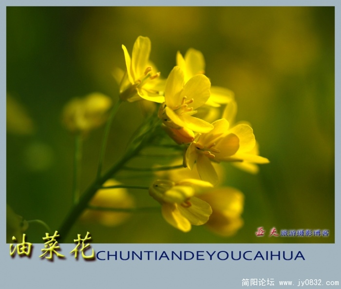 油菜花——11副本.jpg
