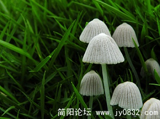 小蘑菇 (11).jpg