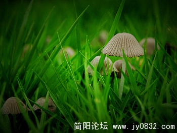 小蘑菇 (21).jpg