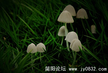 小蘑菇.jpg