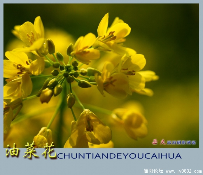 油菜花——14副本.jpg