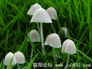 小蘑菇 (13).jpg