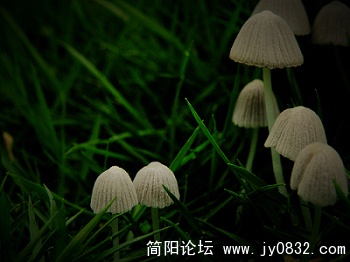 小蘑菇 (22).jpg