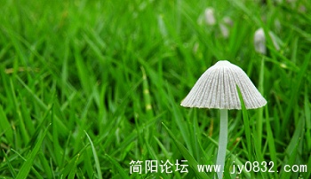 小蘑菇 (14).jpg