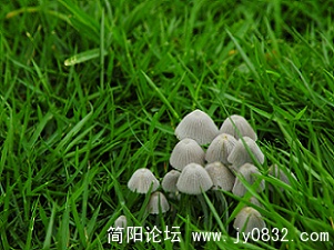 小蘑菇 (9).jpg