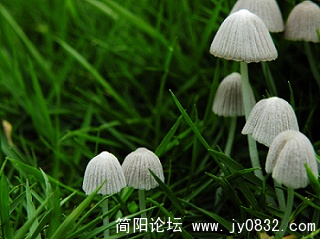小蘑菇 (19).jpg