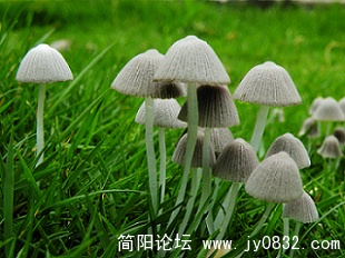 小蘑菇 (17).jpg