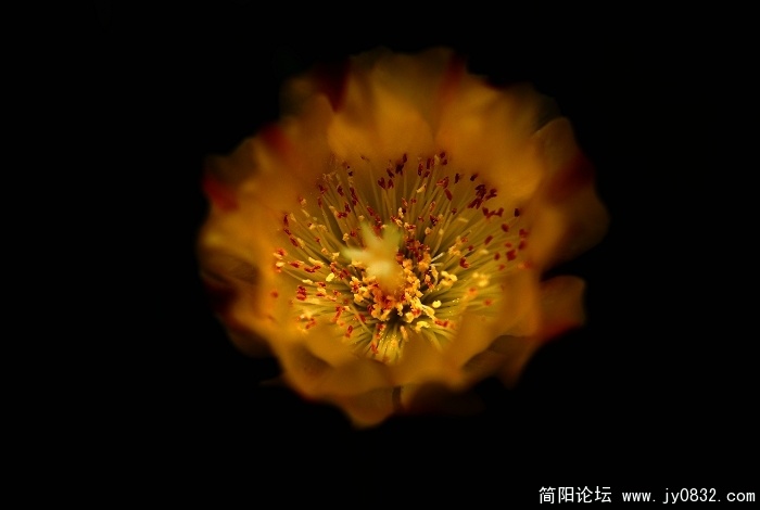 仙人掌花.2.jpg