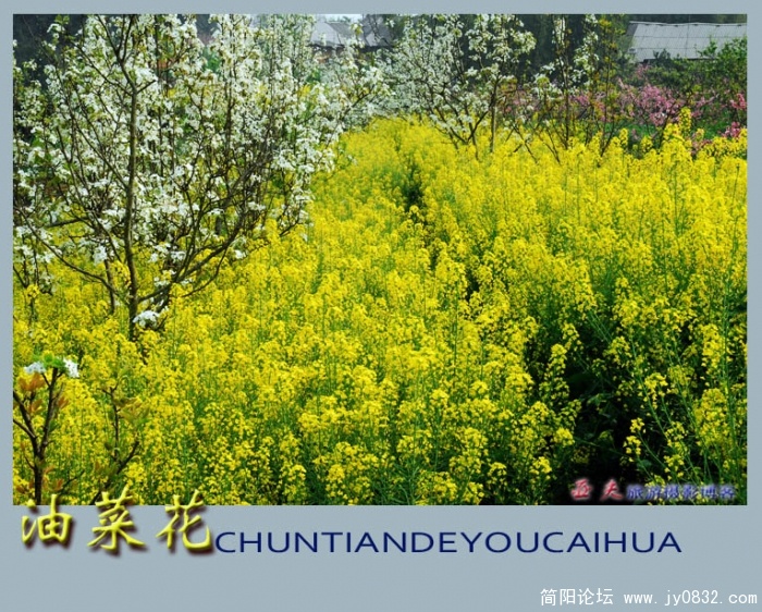 油菜花——16副本.jpg