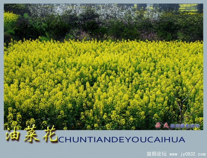 油菜花——13副本.jpg