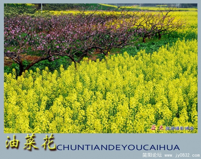 油菜花——10副本.jpg