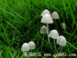小蘑菇 (18).jpg