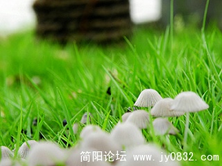 小蘑菇 (6).jpg