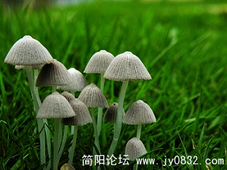 小蘑菇 (16).jpg