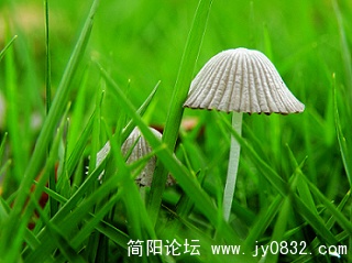 小蘑菇 (4).jpg