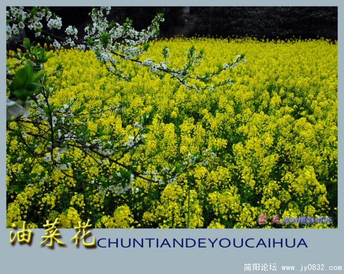 油菜花——12副本.jpg