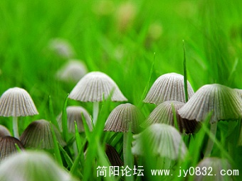 小蘑菇 (2).jpg