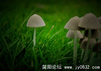 小蘑菇 (10).jpg
