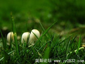 小蘑菇 (15).jpg