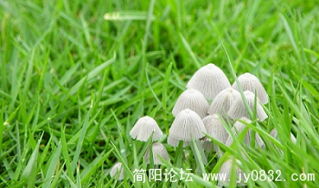 小蘑菇 (8).jpg