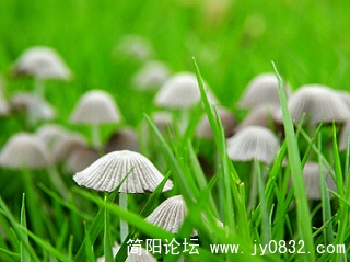 小蘑菇 (3).jpg