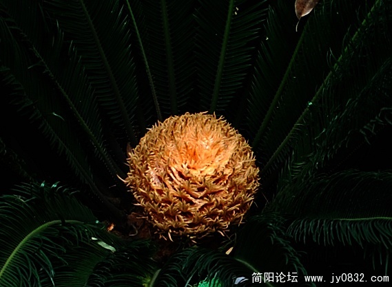 铁树开花1.jpg