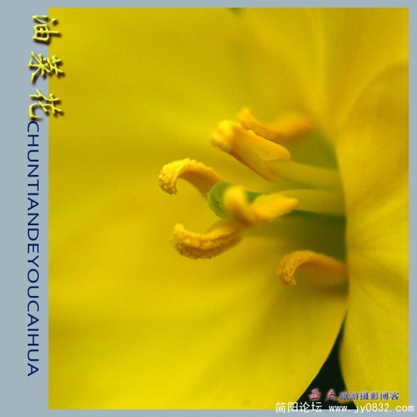 油菜花——18副本.jpg