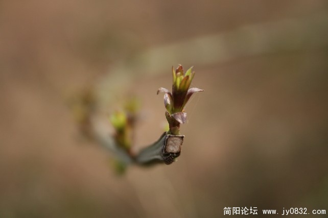 微距