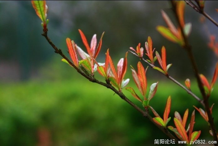 花花