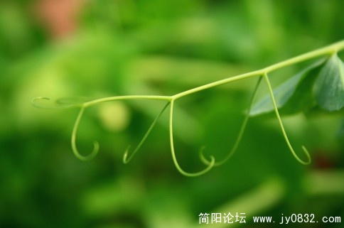 豌豆尖儿