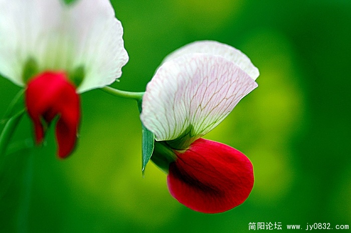DSC_2895 拷贝.jpg