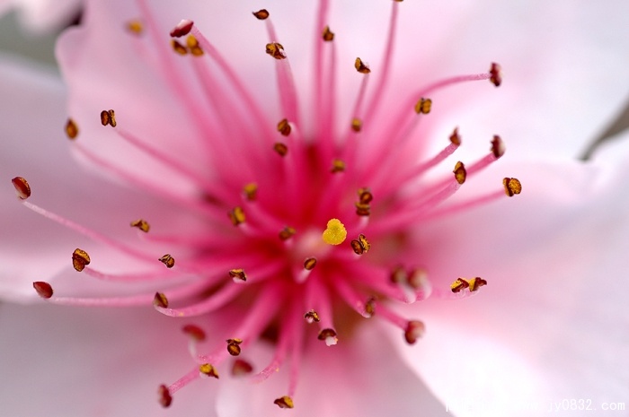 桃花11.jpg